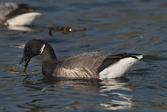 David Plant Photography - Wildlife Photography - Brent goose - G